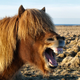 Illustration for article titled Stop Horsing Around and Join the Open Thread